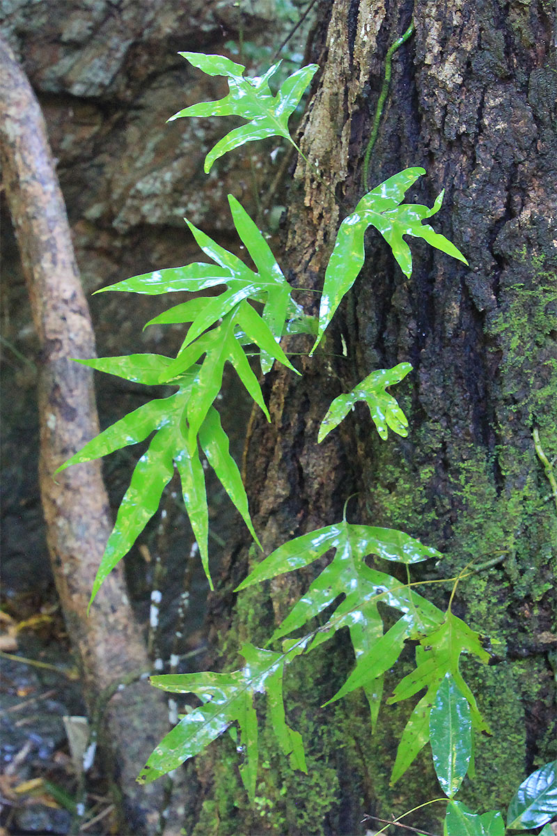 Изображение особи семейство Polypodiaceae.