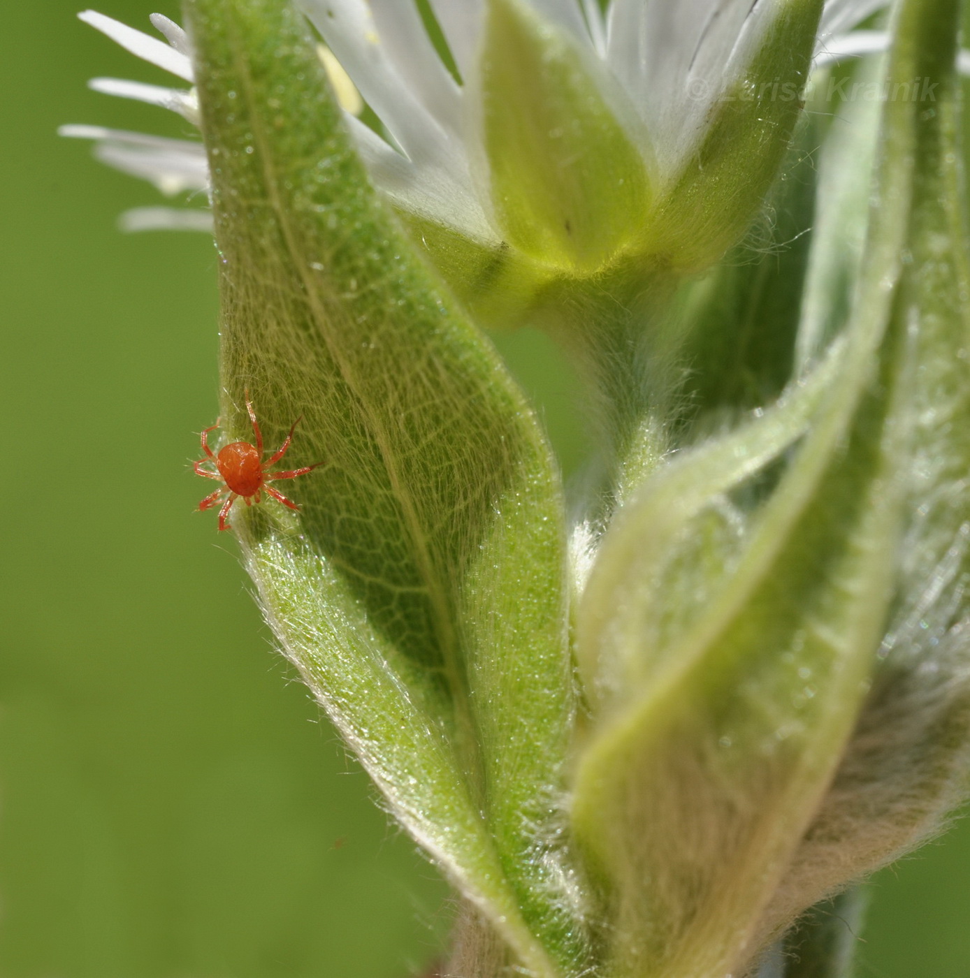 Изображение особи Fimbripetalum radians.