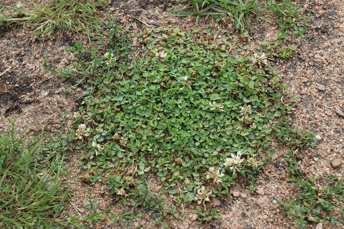 Изображение особи Trifolium repens.