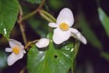 род Begonia