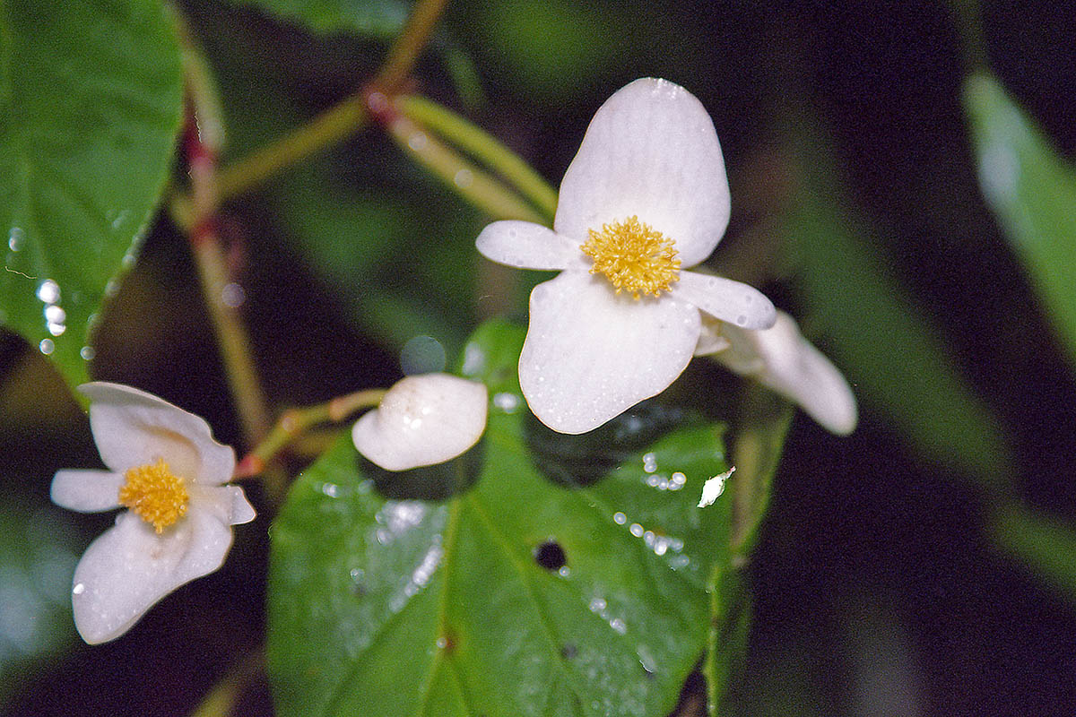 Image of genus Begonia specimen.