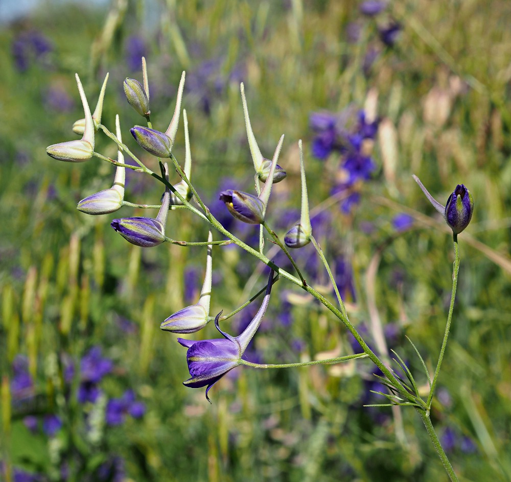 Image of Delphinium consolida specimen.