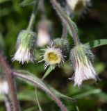 Erigeron acris