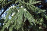 Cedrus deodara