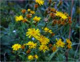 Hieracium umbellatum