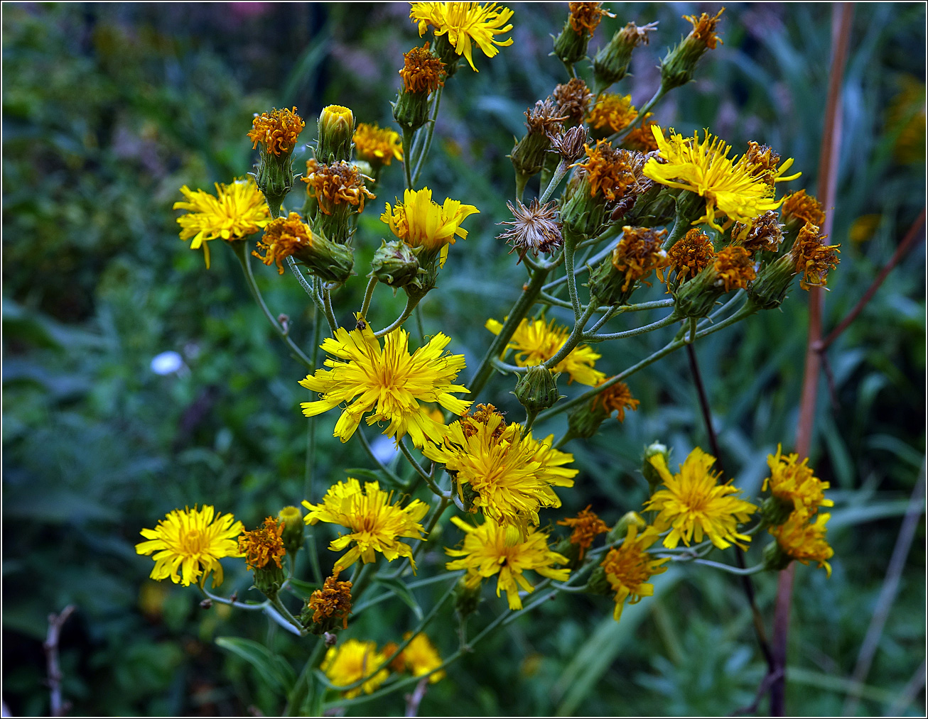 Изображение особи Hieracium umbellatum.