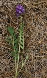 Oxytropis lapponica