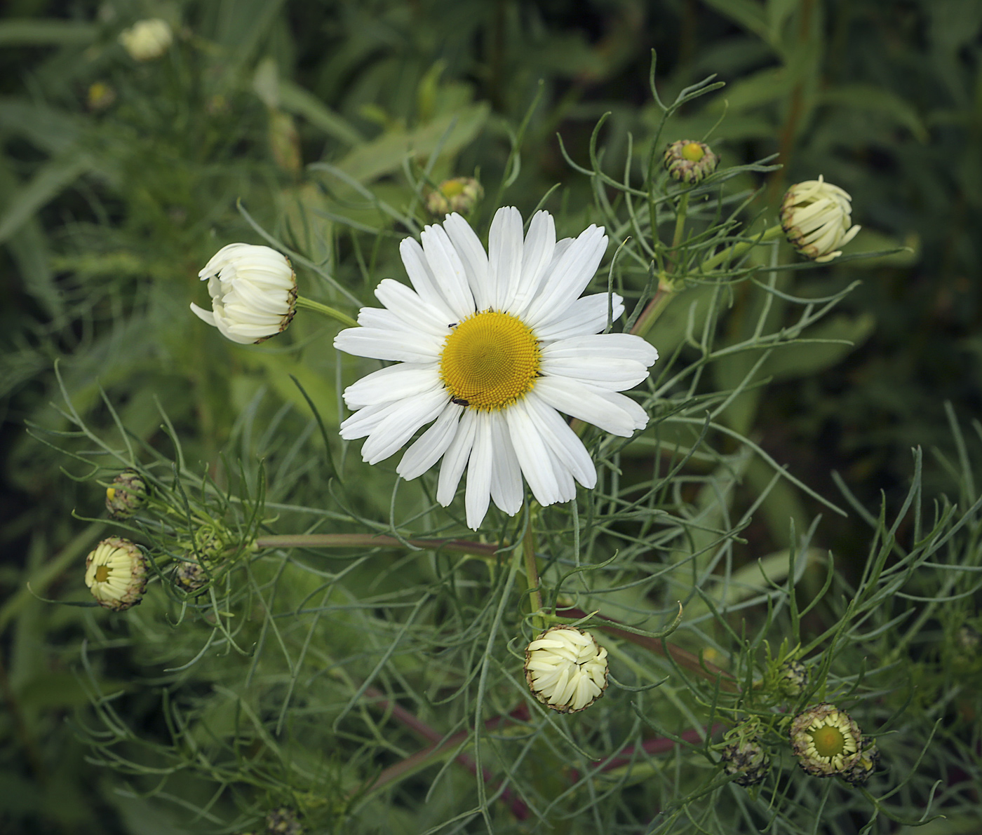 Image of Tripleurospermum inodorum specimen.