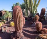 Ferocactus pilosus