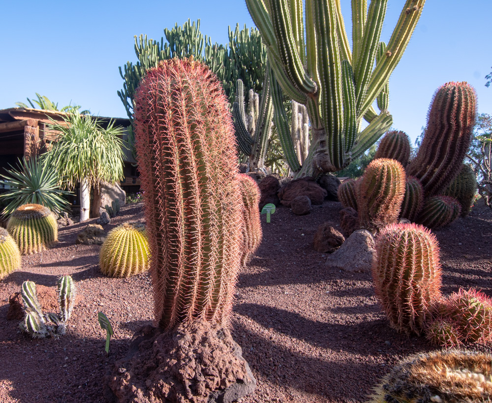 Изображение особи Ferocactus pilosus.