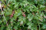 Rosa rugosa