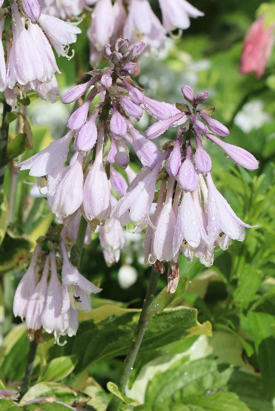 Image of Hosta fortunei specimen.