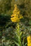 genus Solidago. Верхушка побега с соцветием. Краснодарский край, Лазаревский р-н, мкр-н Дагомыс, гора Успенка, 140 м н.у.м., поляна. 04.11.2022.