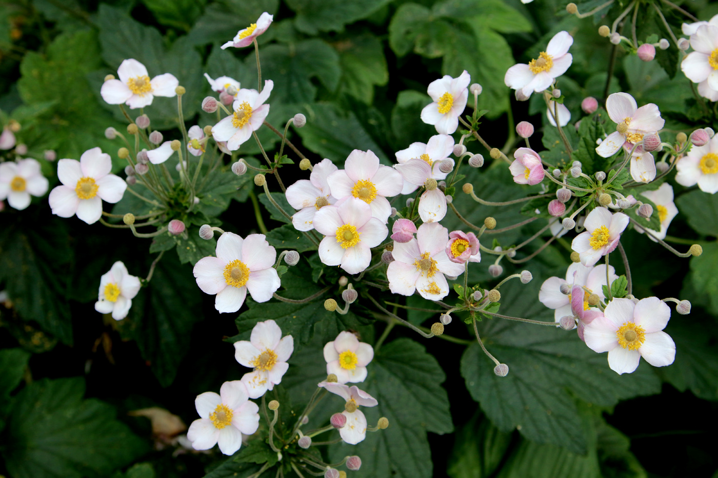 Изображение особи Anemone hupehensis.