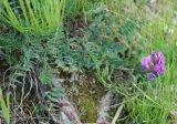 семейство Fabaceae. Цветущее растение. Алтай, Курайская степь, р. Тюте (выс. около 1600 м н.у.м.). 20.07.2010.