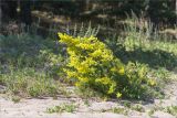 Galium verum. Цветущее растение. Ленинградская обл., Выборгский р-н, побережье Финского залива, песчаный пляж у границы с сосновым лесом. 03.07.2021.