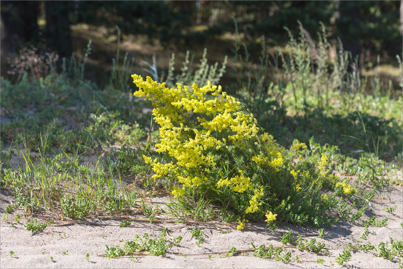 Image of Galium verum specimen.