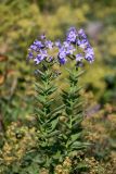 Gadellia lactiflora. Верхушки цветущих растений. Краснодарский край, м/о город-курорт Сочи, окр. с. Эстосадок, окр. ур. Бзерпинский карниз, выс. ≈ 2100 м н.у.м., субальпийский луг. 30.08.2021.