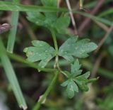 Apiaceae