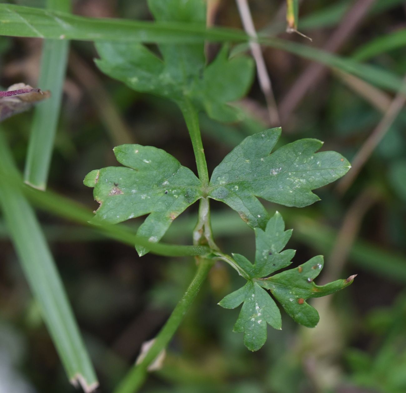 Image of familia Apiaceae specimen.