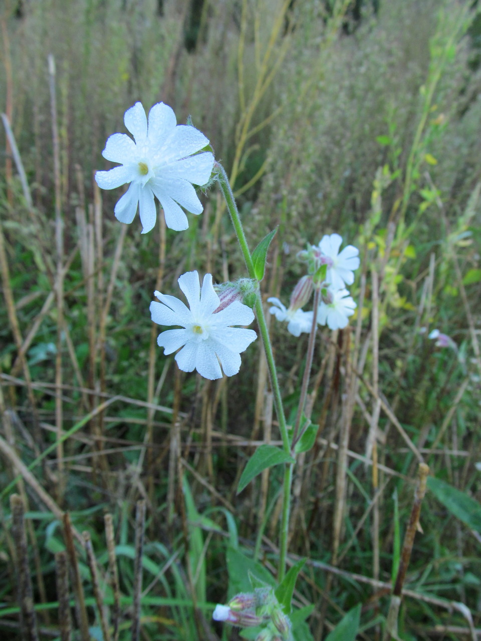 Image of Melandrium album specimen.