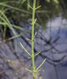 Equisetum fluviatile. Часть веточки. Владимирская обл., окр. г. Александров, берег пруда. 10.06.2022.