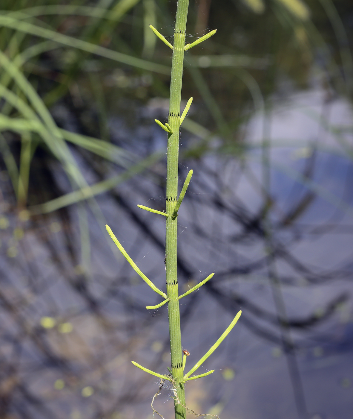 Изображение особи Equisetum fluviatile.