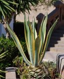 Agave разновидность marginata