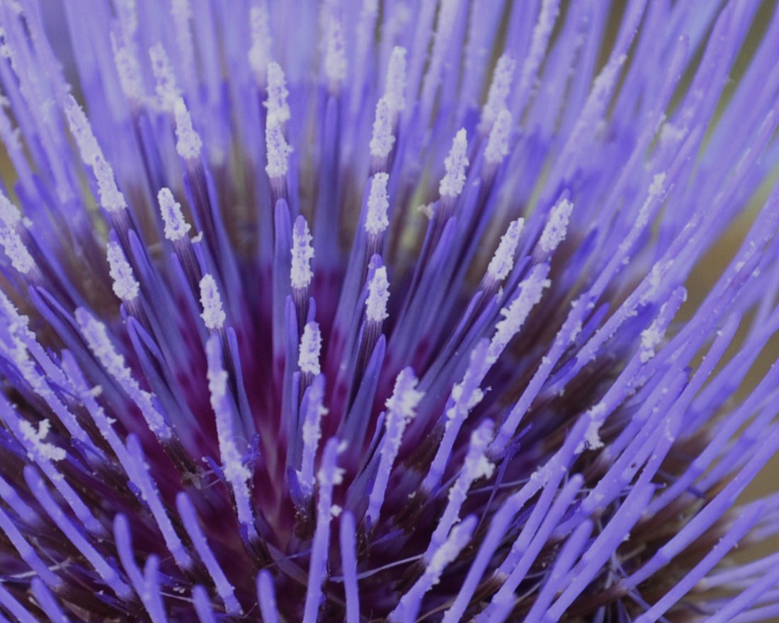 Изображение особи Cynara cardunculus.