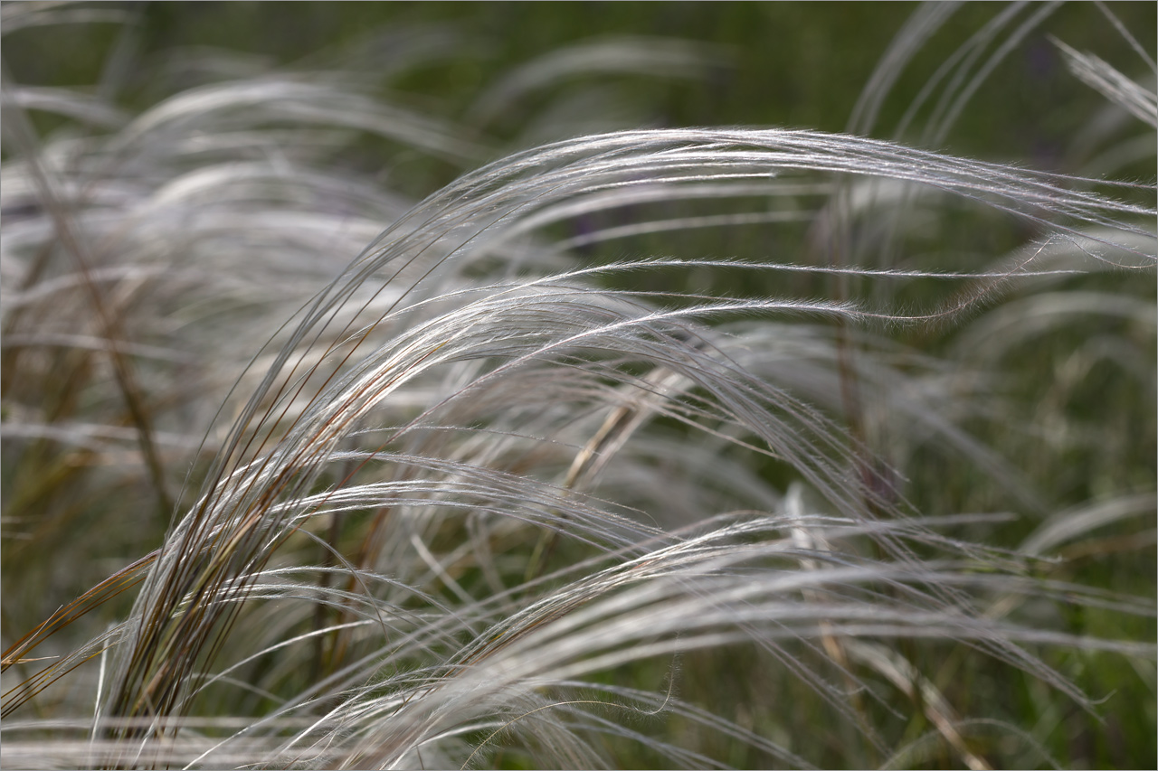 Изображение особи род Stipa.