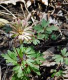 Anemone banketovii