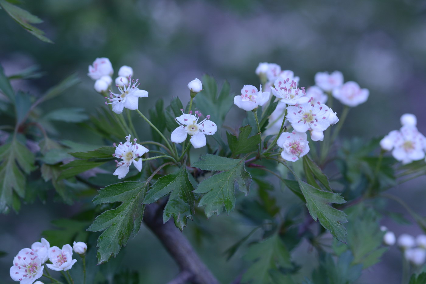 Image of Crataegus songarica specimen.