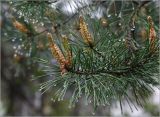 Pinus sylvestris. Верхушки побегов с микростробилами и каплями дождя на иглах. Московская обл., Раменский р-н, окр. дер. Хрипань, садовый участок. 26.05.2023.