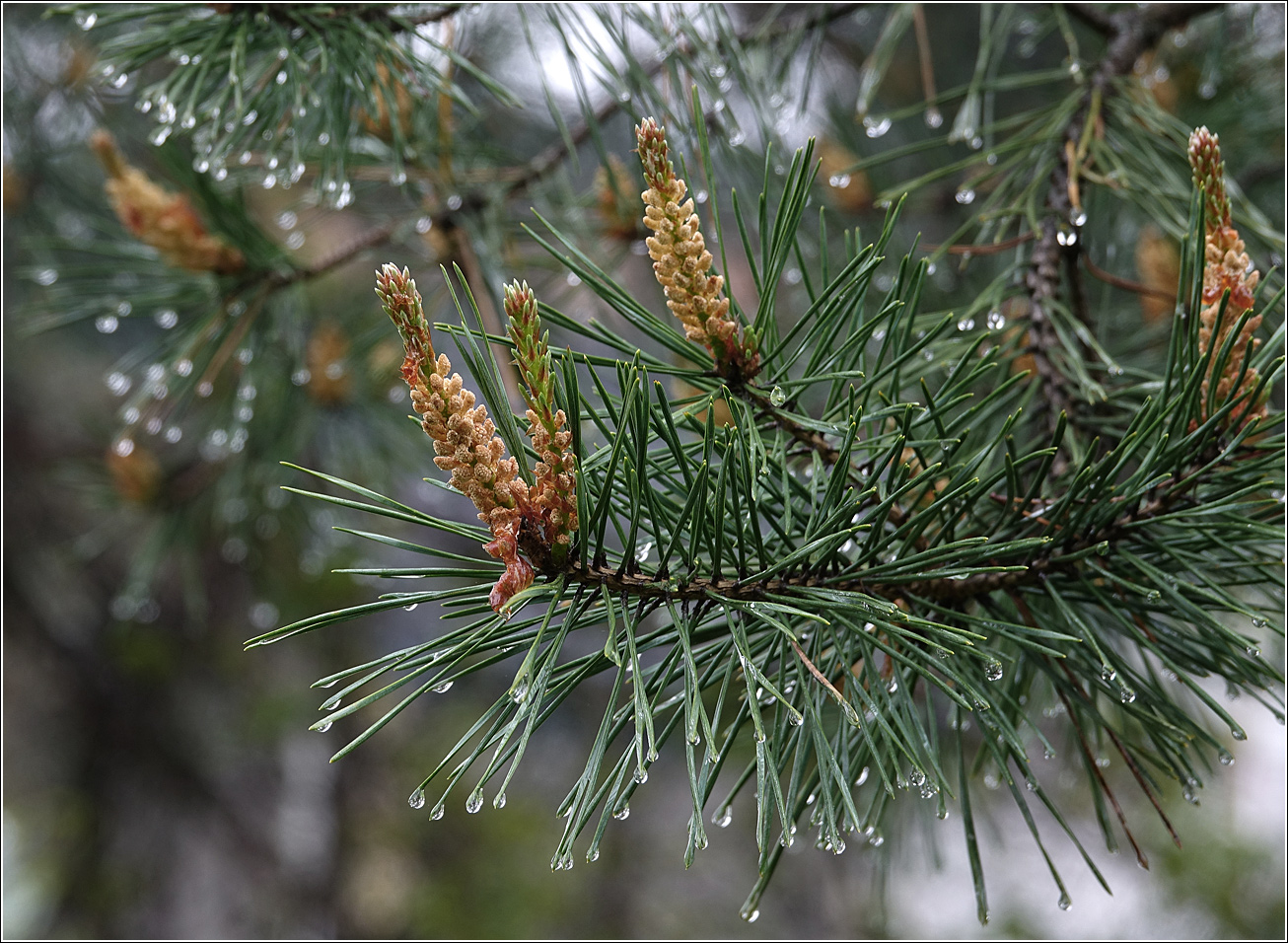 Image of Pinus sylvestris specimen.