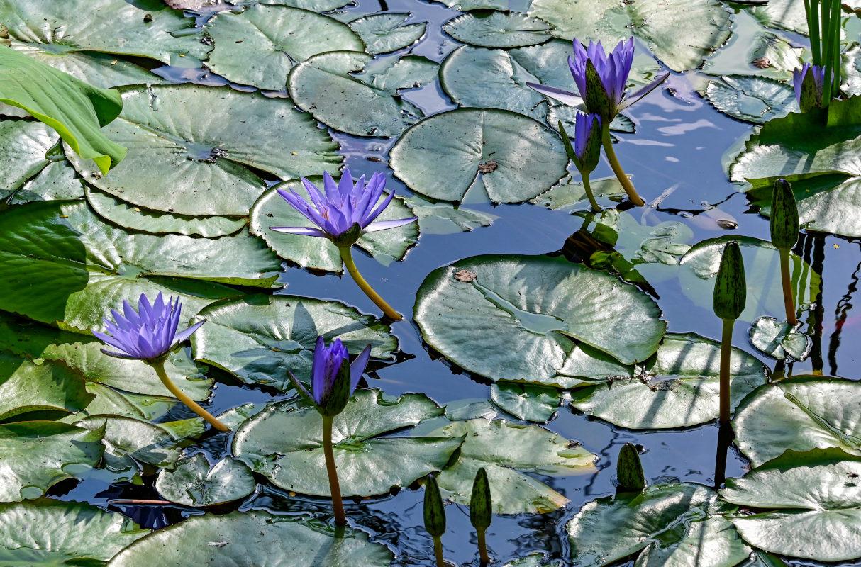 Image of Nymphaea nouchali var. caerulea specimen.