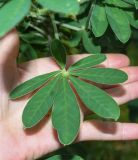 Crotalaria grahamiana