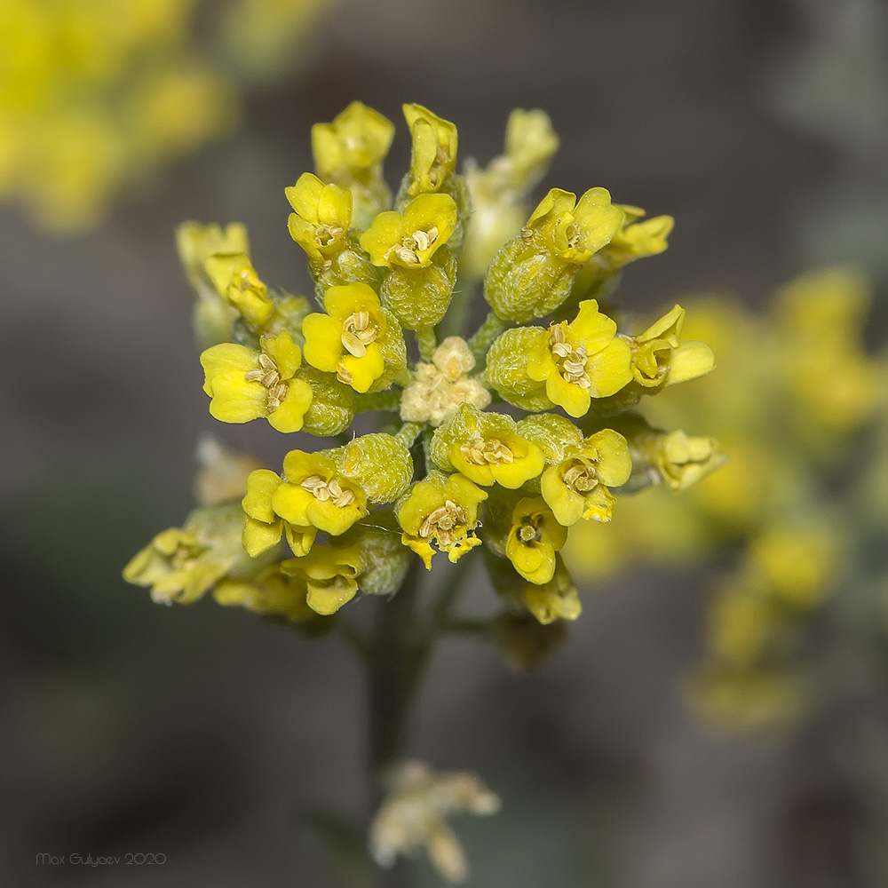 Image of Alyssum trichostachyum specimen.