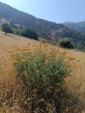 Achillea filipendulina