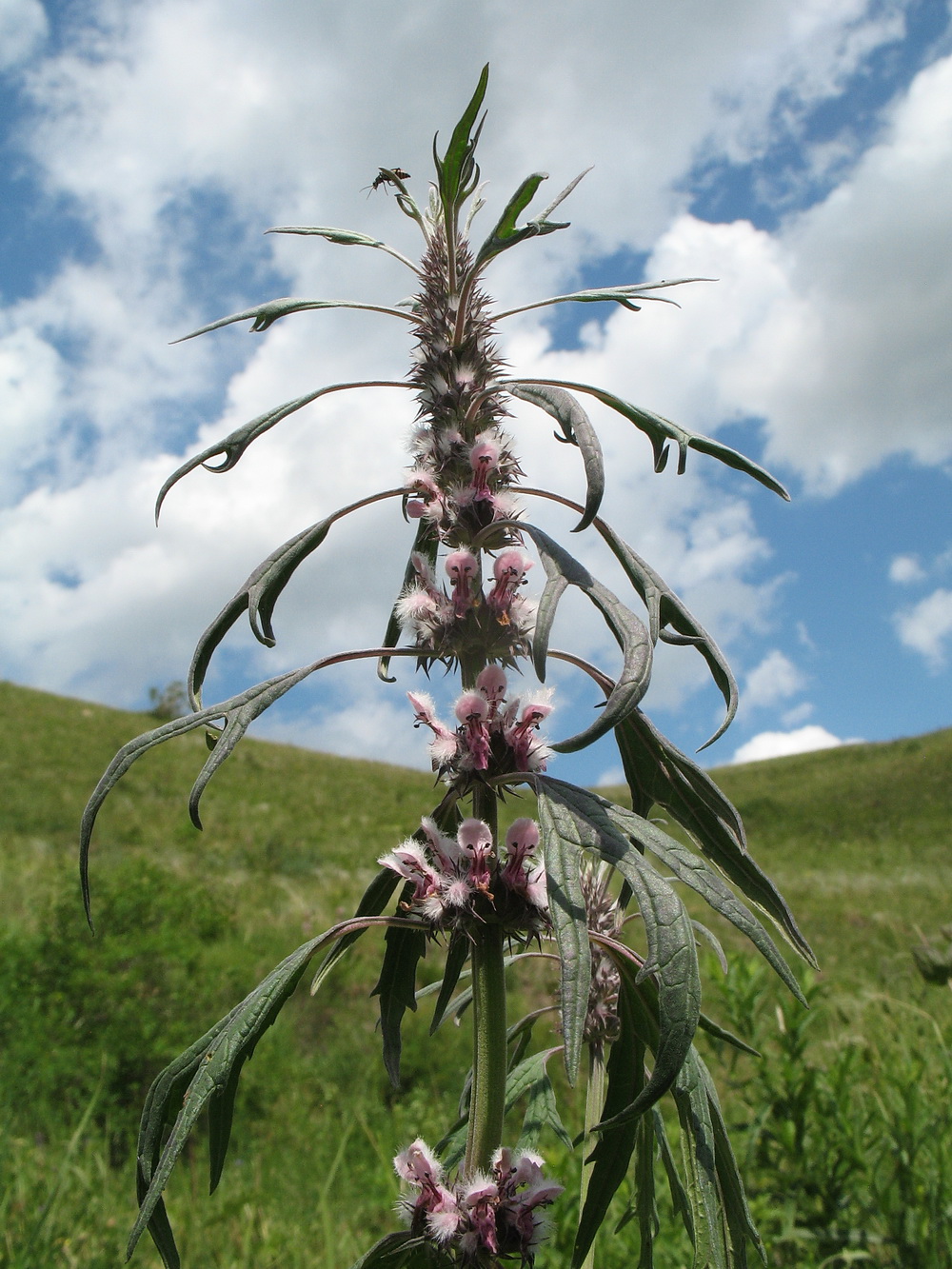 Изображение особи Leonurus glaucescens.