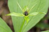 Paris quadrifolia. Цветок. Мурманская обл., Кандалакшский р-н, Княжегубское вдхр., оз. Лопское, береговой склон, берёзово-еловый лес. 07.07.2023.