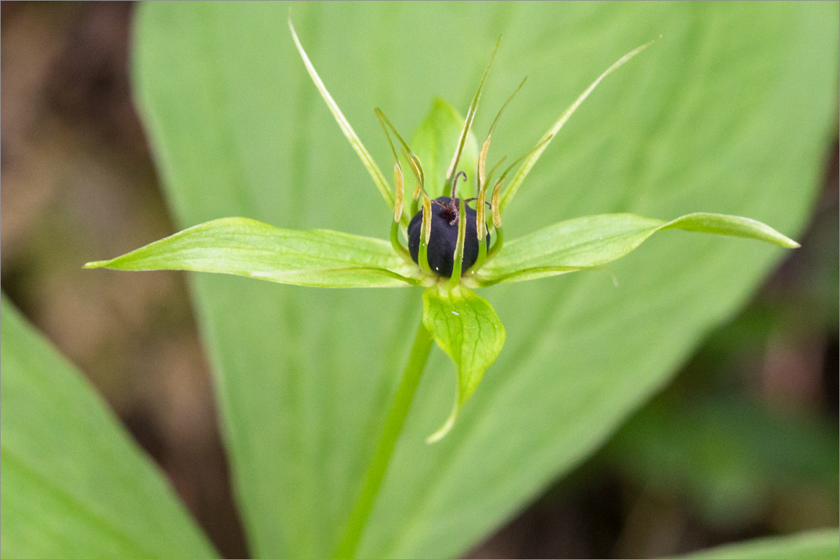 Image of Paris quadrifolia specimen.