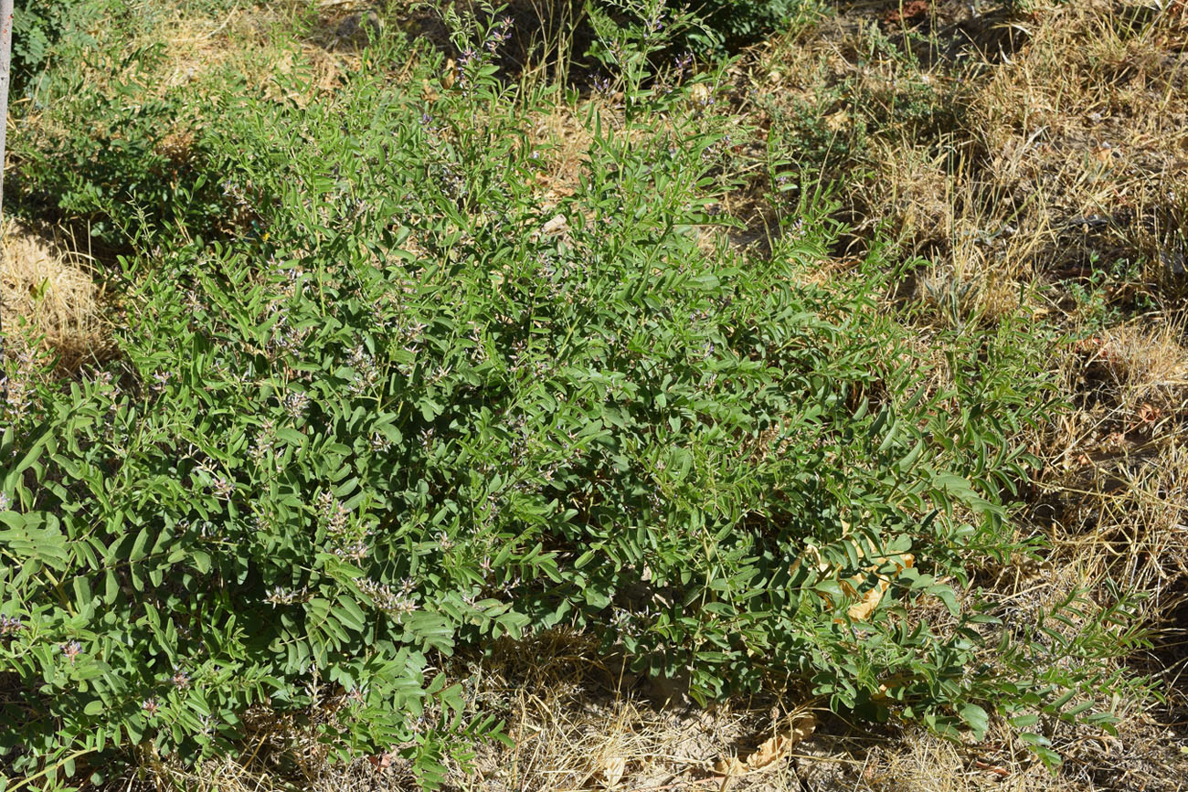 Image of Glycyrrhiza glabra specimen.