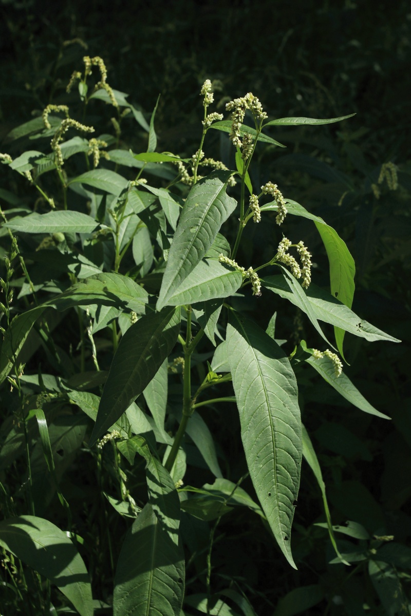 Image of Persicaria scabra specimen.
