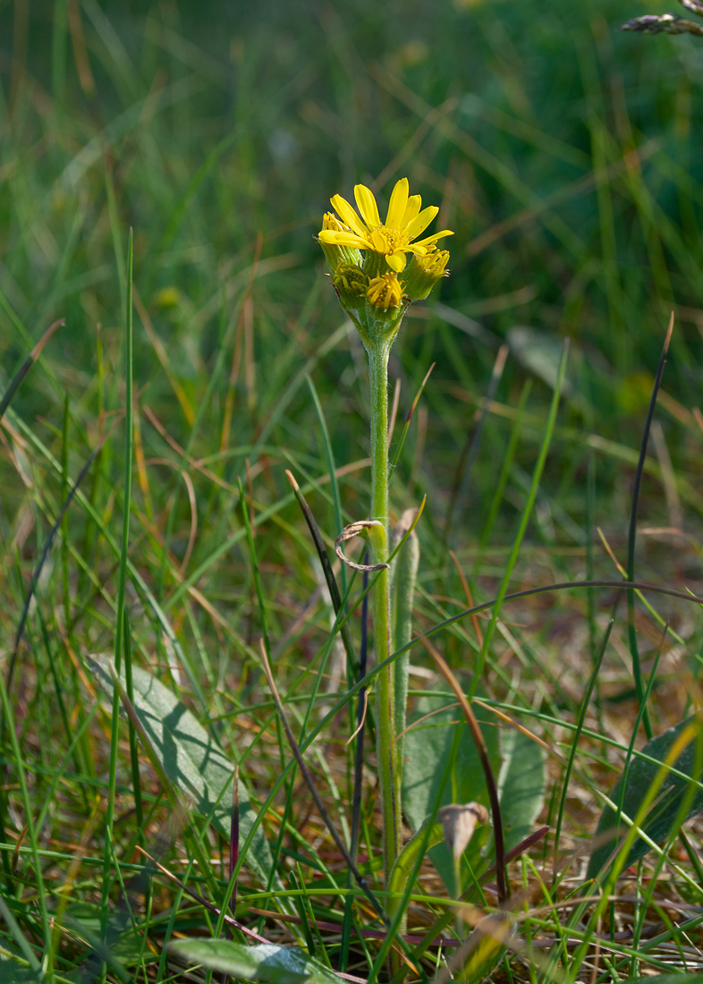 Изображение особи Tephroseris integrifolia.