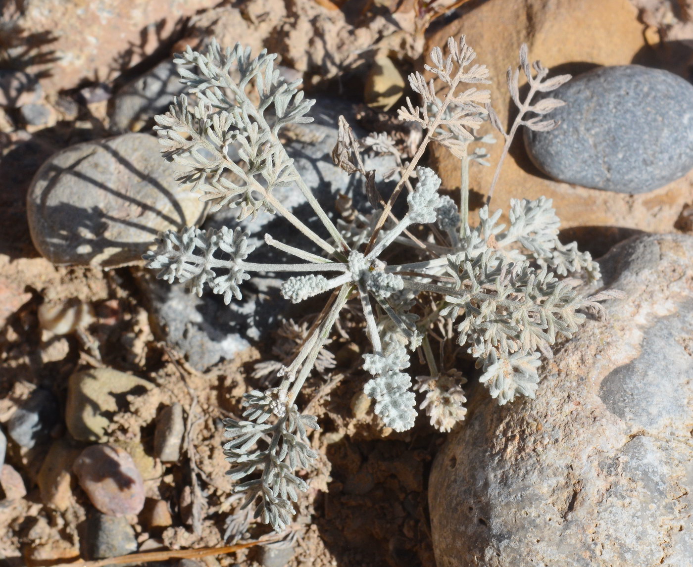 Image of genus Artemisia specimen.