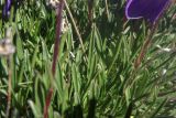 Campanula besenginica