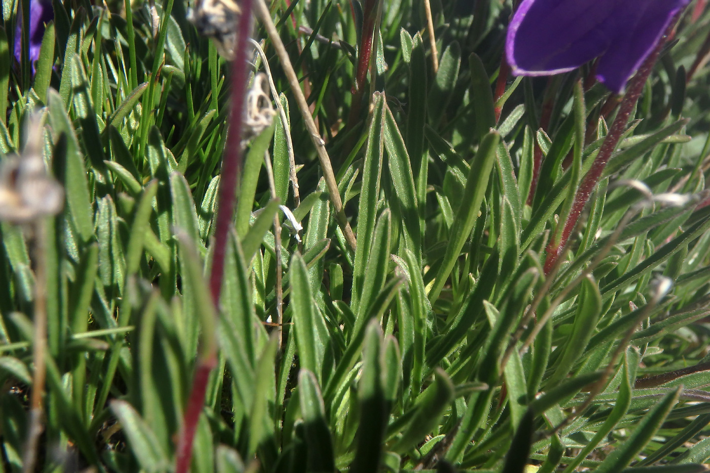 Image of Campanula besenginica specimen.
