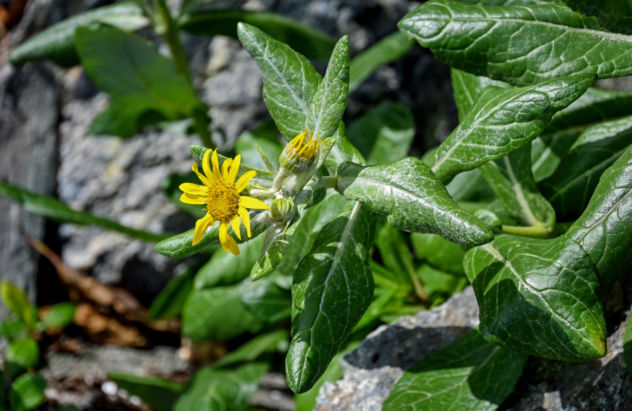 Image of Senecio pseudoarnica specimen.
