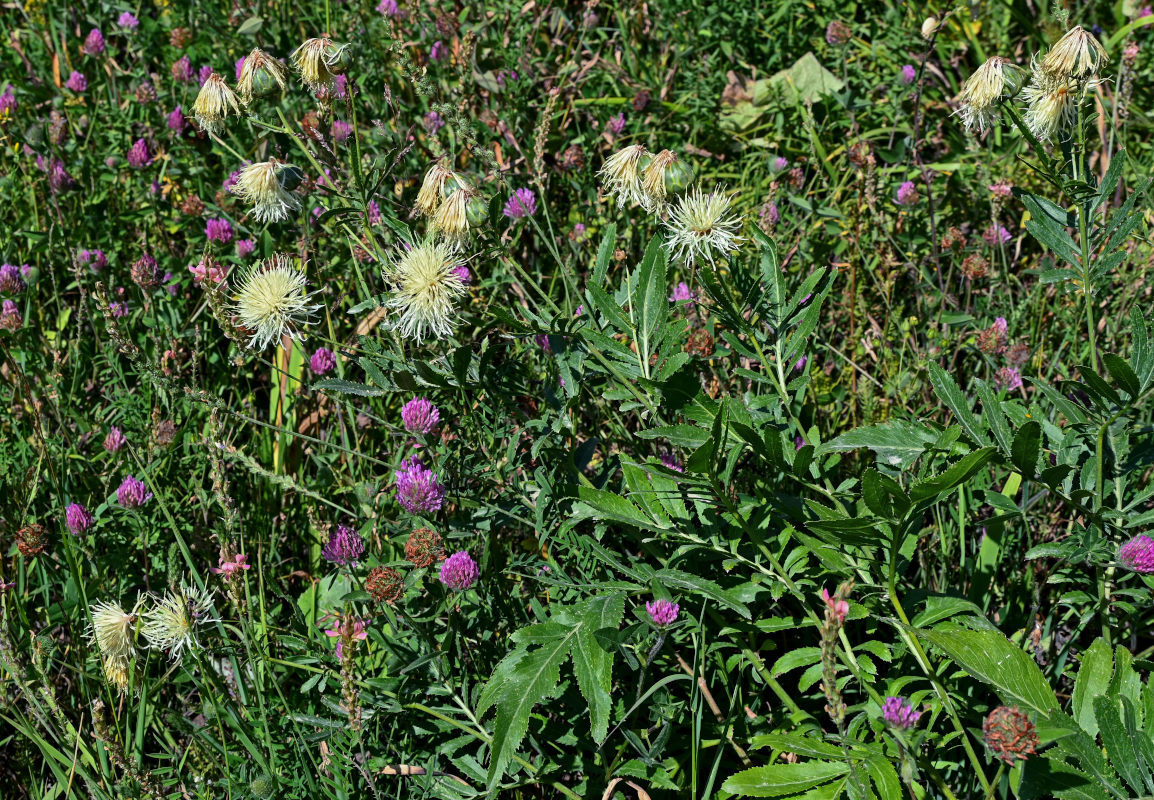 Изображение особи Rhaponticoides ruthenica.
