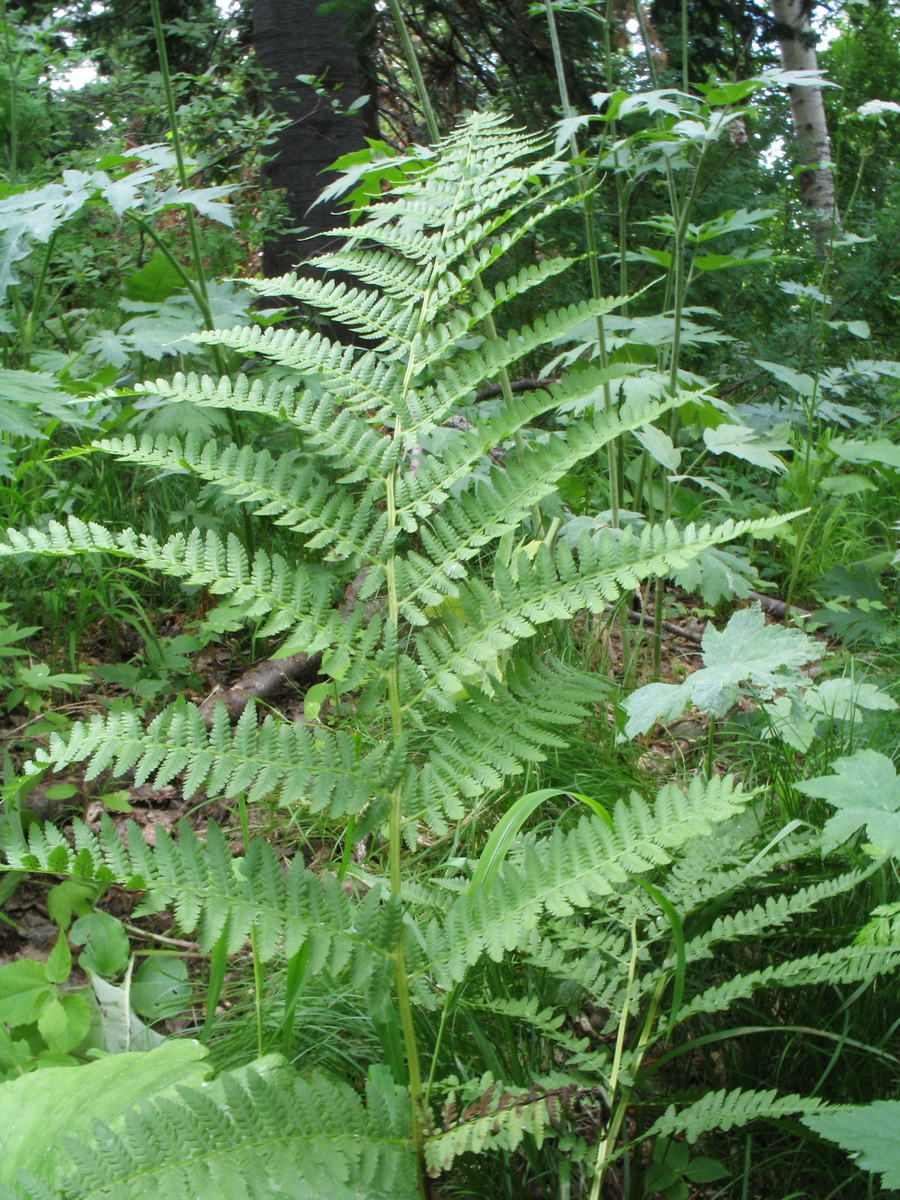 Изображение особи Athyrium monomachii.